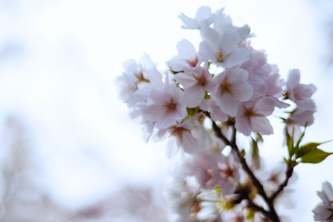 桜は見事に満開を迎えましたね。