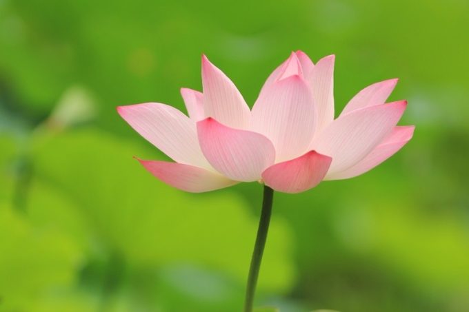 lotus-fresh-landscape-flower-flowering